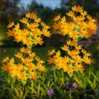 Solar Outdoor Waterproof IP65, 5-HEAD Snow Lotus With 20+ Flowers, Warm New. Price: $28.99.